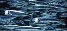 Anchovy