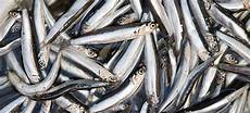 Frozen Anchovy