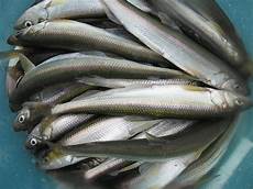 Frozen Anchovy