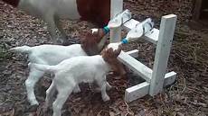 Goat Sheep Feed Lock