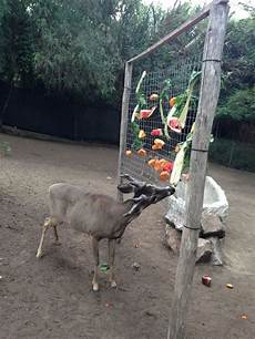 Goat Sheep Feed Lock