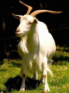 Goat Sheep Feed Lock