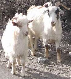 Goat Sheep Feed Lock