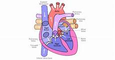 Membrane Valves