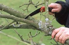 Pruning Saws