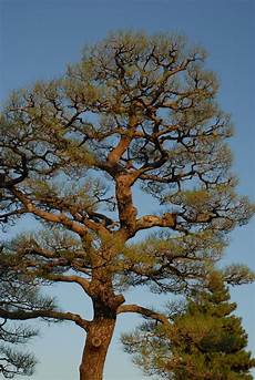 Pruning Saws