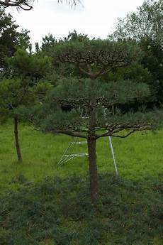 Pruning Saws
