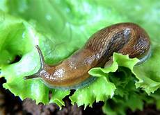 Snails