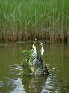 Snails