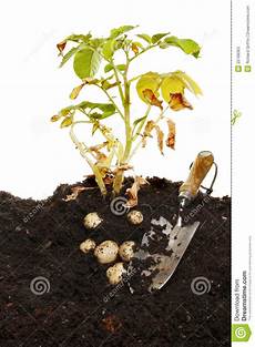 Trowel