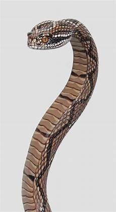 Wooden Walking Stick Handles